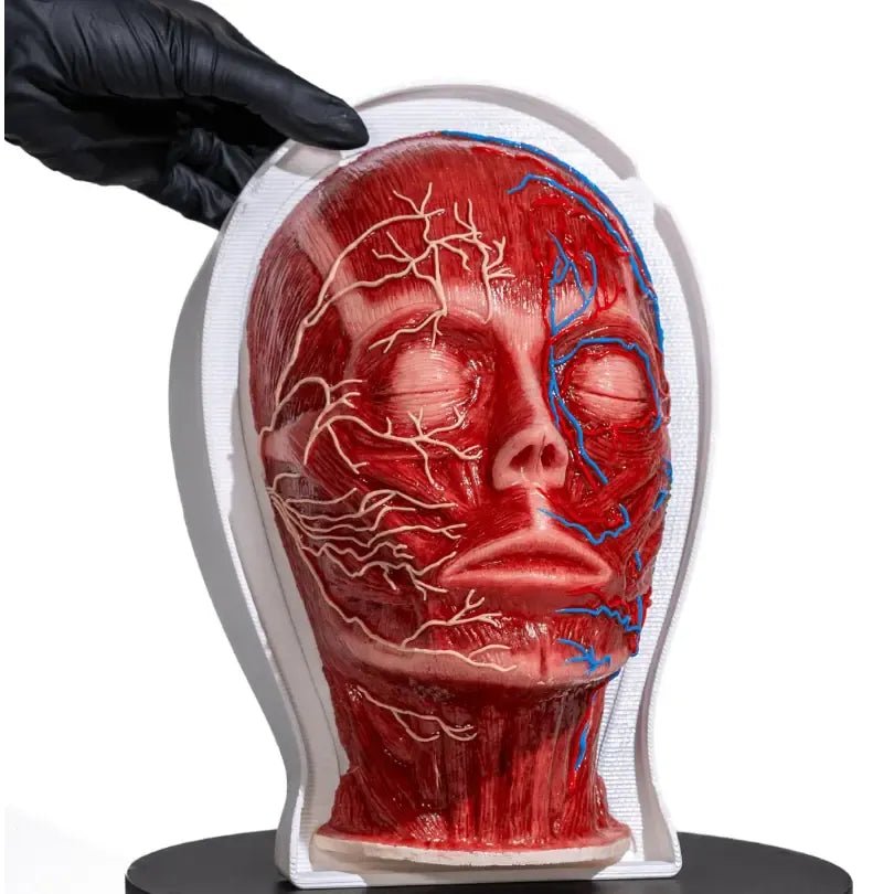 Simulator of Head with 3 layers - Medical Aesthetics
