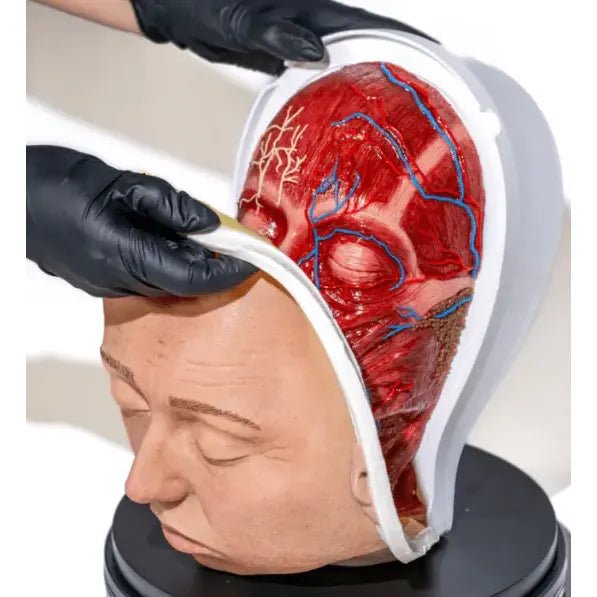 Simulator of Head with 3 layers - Medical Aesthetics