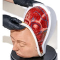 Simulator of Head with 3 layers - Medical Aesthetics