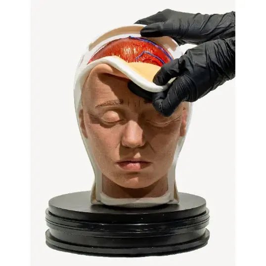 Simulator of Head with 5 layers - Medical Aesthetics
