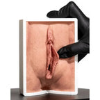 Simulator of Vagina - Medical Aesthetics