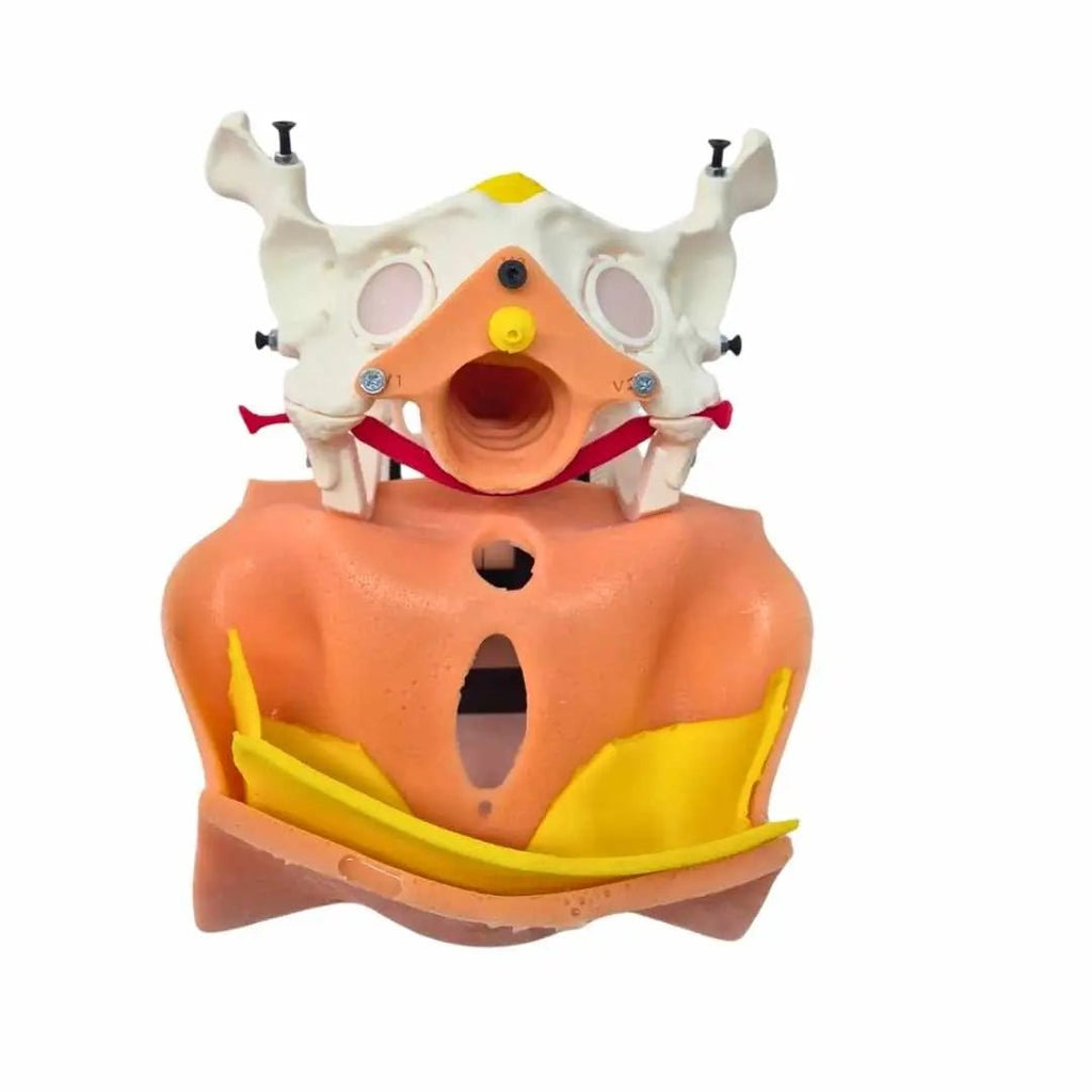 TVT / TOT Surgical Training Model ( 8 pcs, Modular System) - PraticMed - Obstetrics and Gynecology