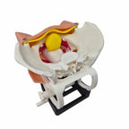 TVT / TOT Surgical Training Model ( 8 pcs, Modular System) - PraticMed - Obstetrics and Gynecology