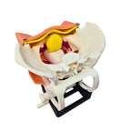 TVT / TOT Surgical Training Model ( 8 pcs, Modular System) - PraticMed - Obstetrics and Gynecology