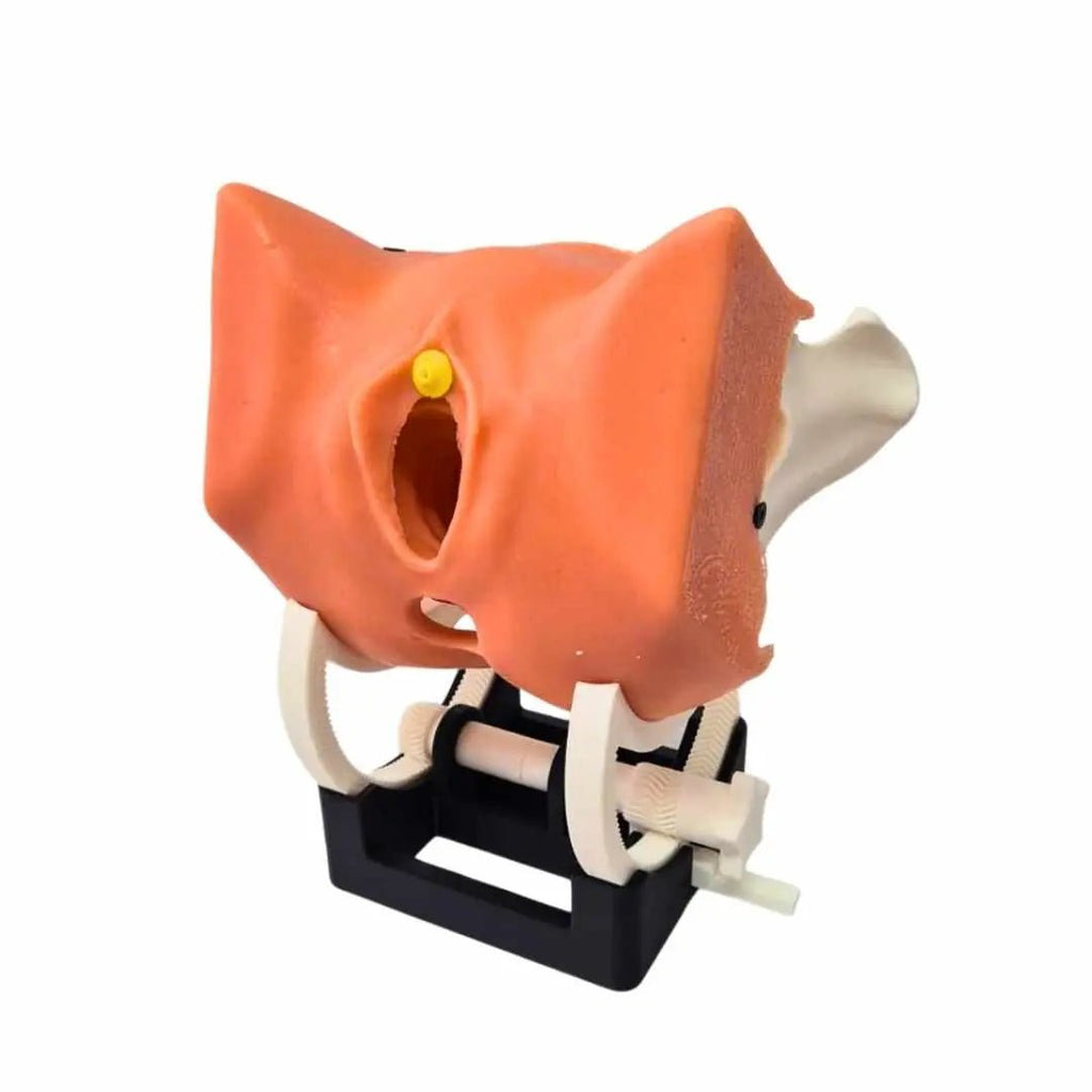 TVT / TOT Surgical Training Model ( 8 pcs, Modular System) - PraticMed - Obstetrics and Gynecology