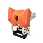 TVT / TOT Surgical Training Model ( 8 pcs, Modular System) - PraticMed - Obstetrics and Gynecology