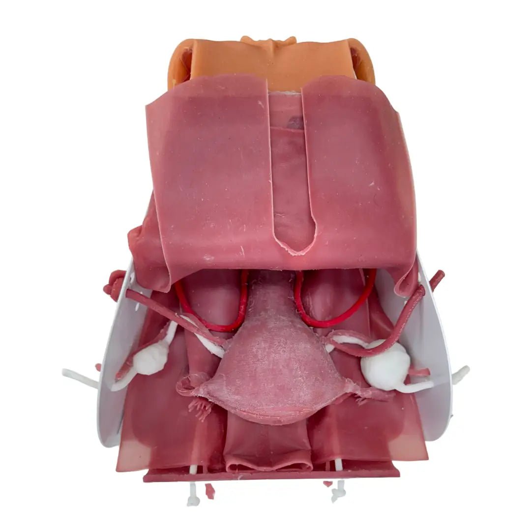 VNOTES Hysterectomy and Myoma Laparoscopic Training Set - Obstetrics and Gynecology