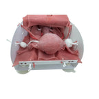 VNOTES Hysterectomy and Myoma Laparoscopic Training Set - Obstetrics and Gynecology